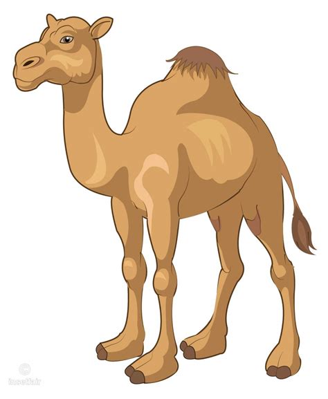 camel vector